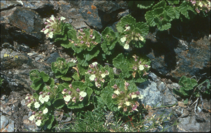 Teucrium pyrenaïcum L.