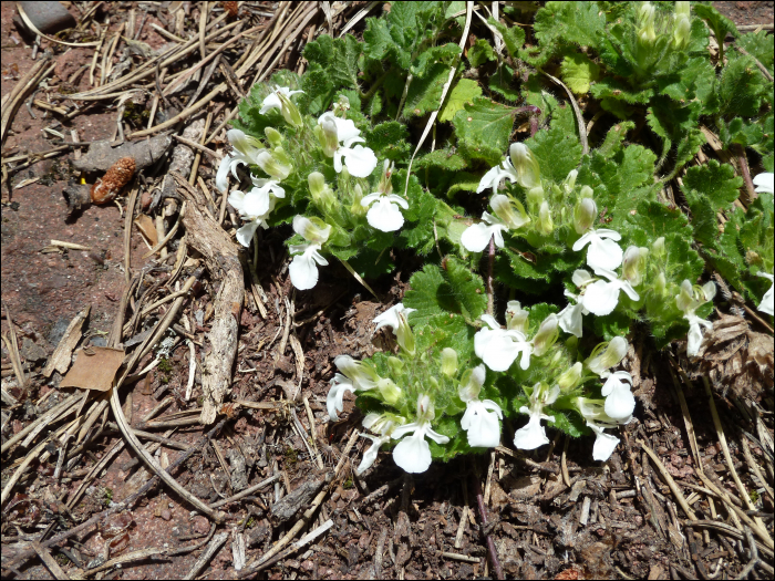 Teucrium pyrenaïcum L.