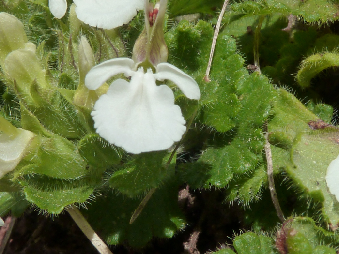 Teucrium pyrenaïcum L.