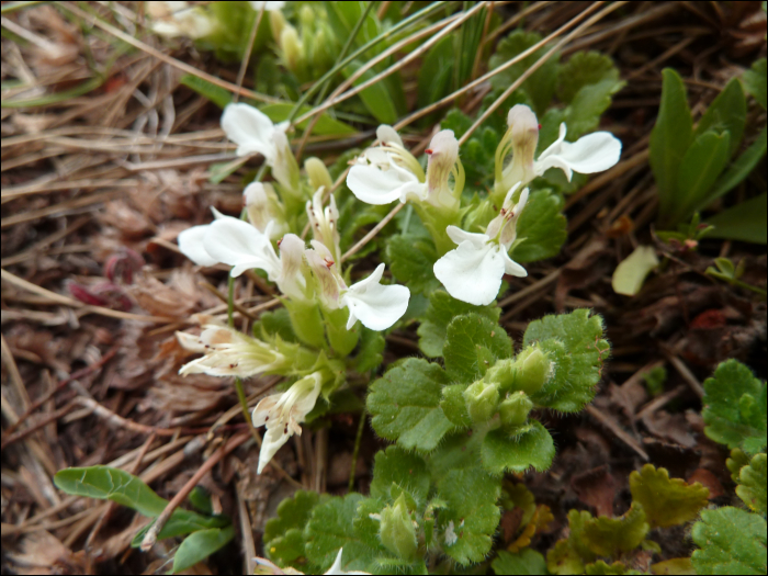 Photo de Germandrée des Pyrénées (Teucrium pyrenaïcum L.)