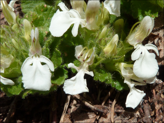 Teucrium pyrenaïcum L.