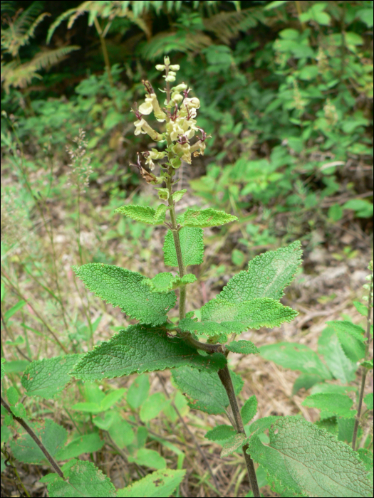 Teucrium scorodonia L.