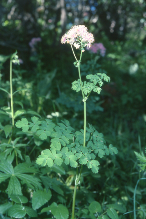 Thalictrum aquilegifolium L.