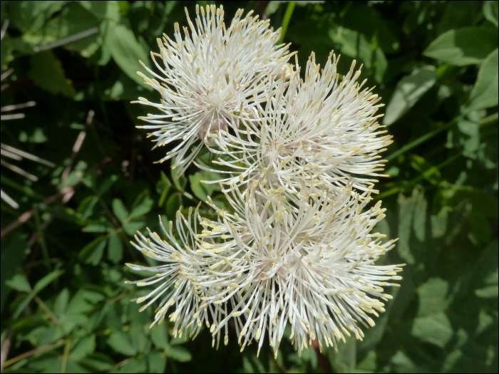 Thalictrum aquilegifolium L.