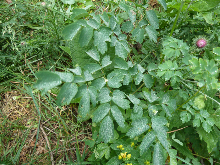 Thalictrum aquilegifolium L.