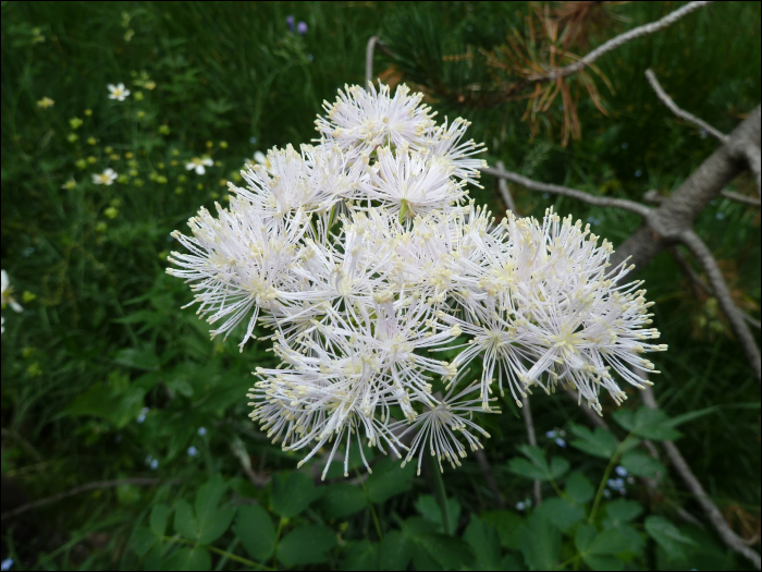 Thalictrum aquilegifolium L.