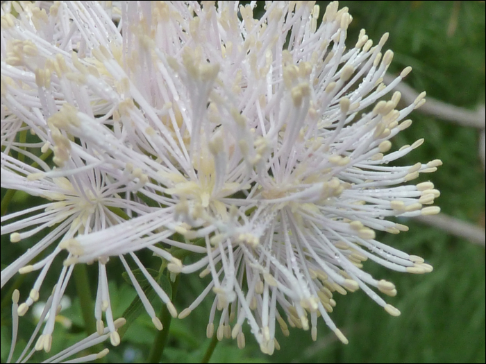 Thalictrum aquilegifolium L.