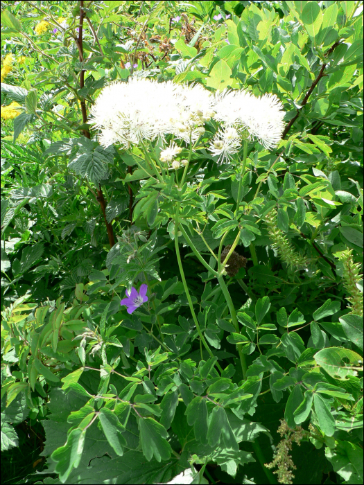 Thalictrum aquilegifolium L.