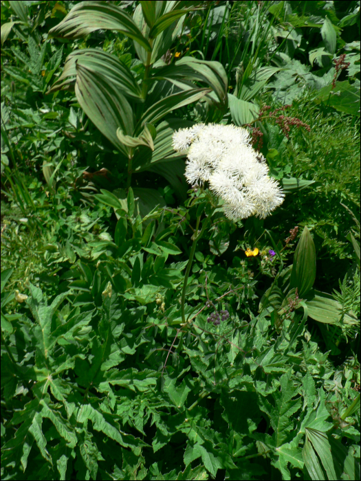 Thalictrum aquilegifolium L.