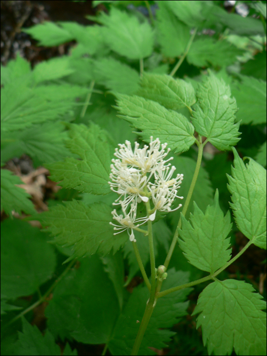 Thalictrum flavum