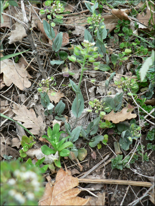 Thlaspi perfoliatum L.