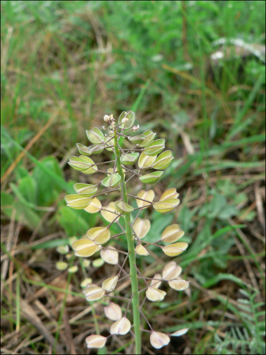 Thlaspi perfoliatum L.