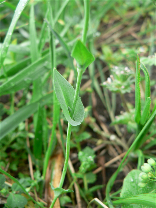 Thlaspi perfoliatum L.