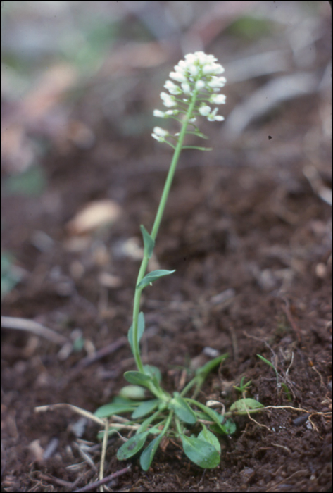 Thlaspi sylvium Gaudin (=Thlaspi alpestre)