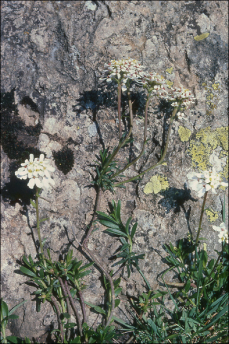 Thymelea dioica All.