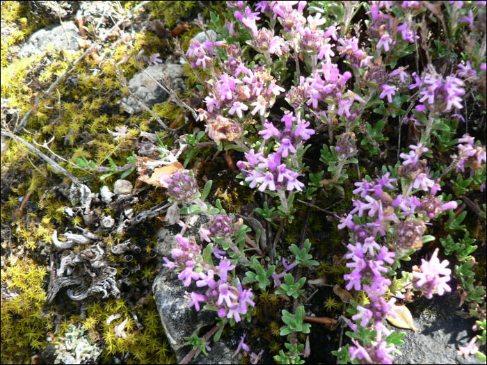 Thymus nervosus Willk.Thymus serpyllum L.