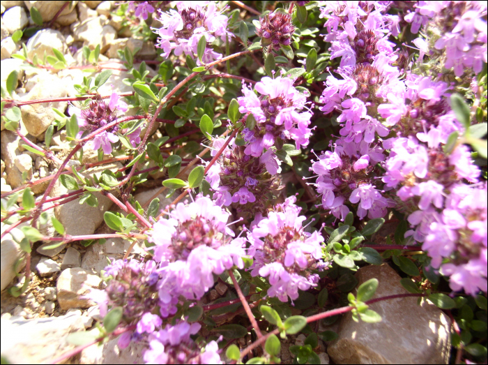 Thymus nervosus Willk.Thymus serpyllum L.