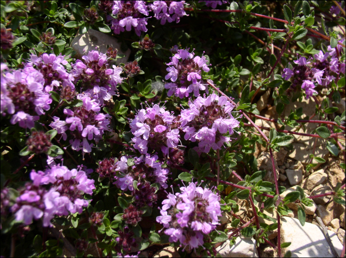 Thymus nervosus Willk.Thymus serpyllum L.