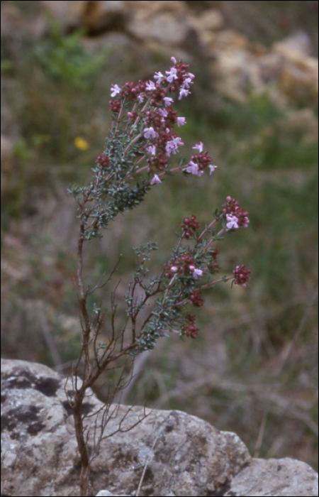 Thymus vulgaris L.