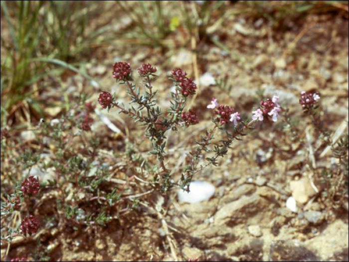 Thymus vulgaris L.