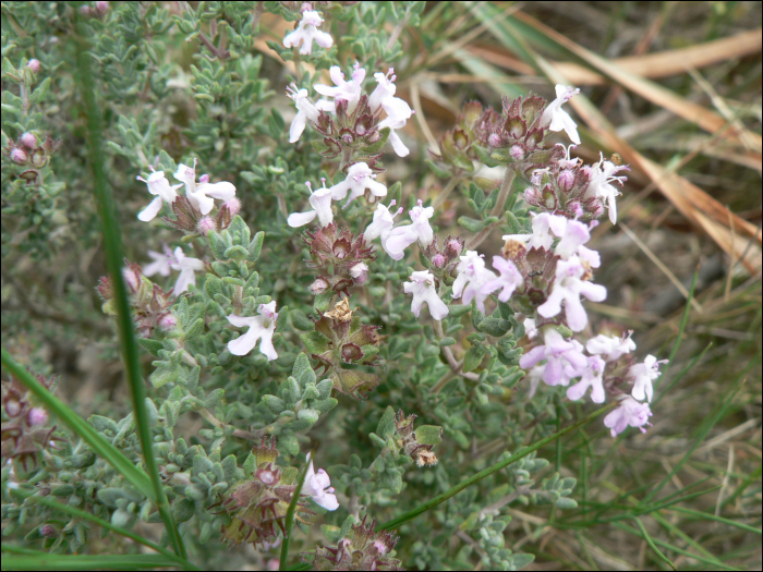 Thymus vulgaris L.