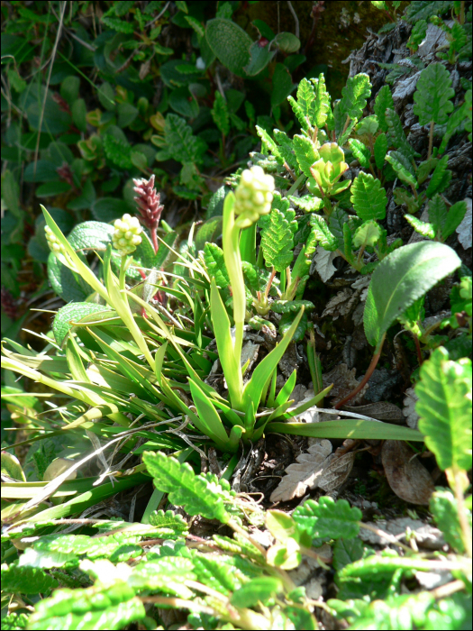 Tofielda calyculata Wahl.