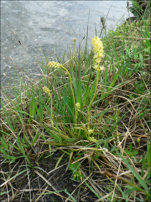 Tofielda calyculata Wahl.