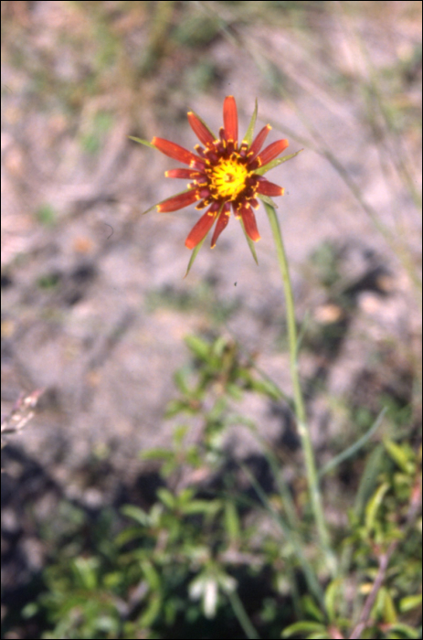 Tragopogon crocifolius