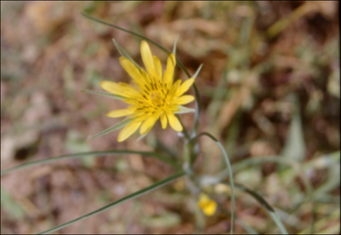 Tragopogon dubius