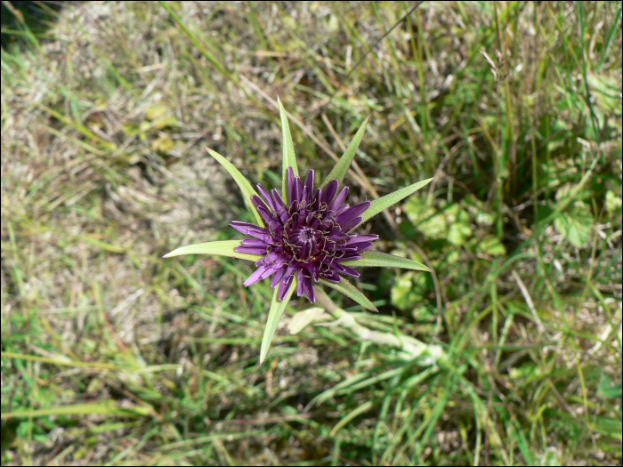 Tragopogon hybridum