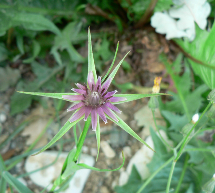 Tragopogon hybridum