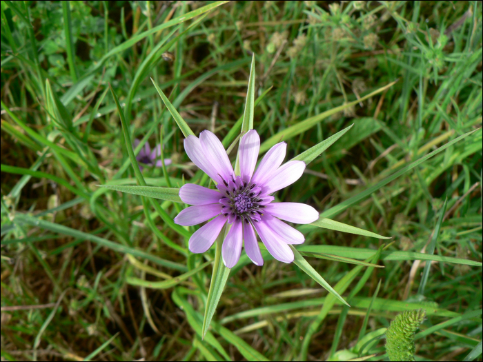 Tragopogon hybridum