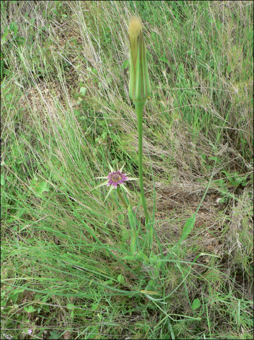 Tragopogon porrifolius L.