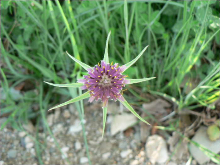 Tragopogon porrifolius L.