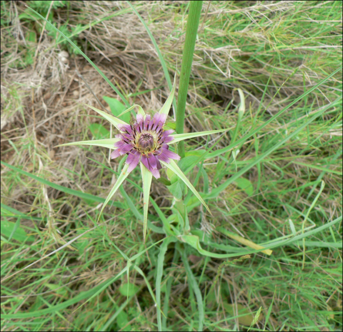 Tragopogon porrifolius L.