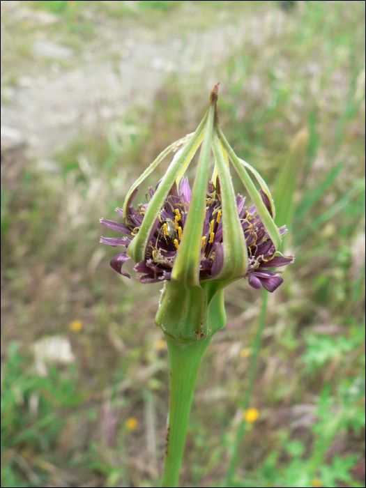 Tragopogon porrifolius L.
