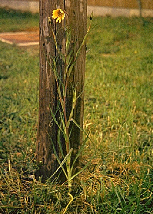 Tragopogon pratensis L.