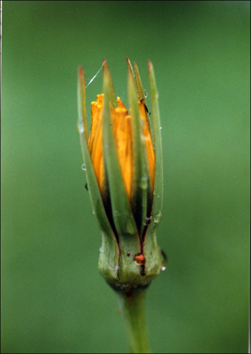 Tragopogon pratensis L.