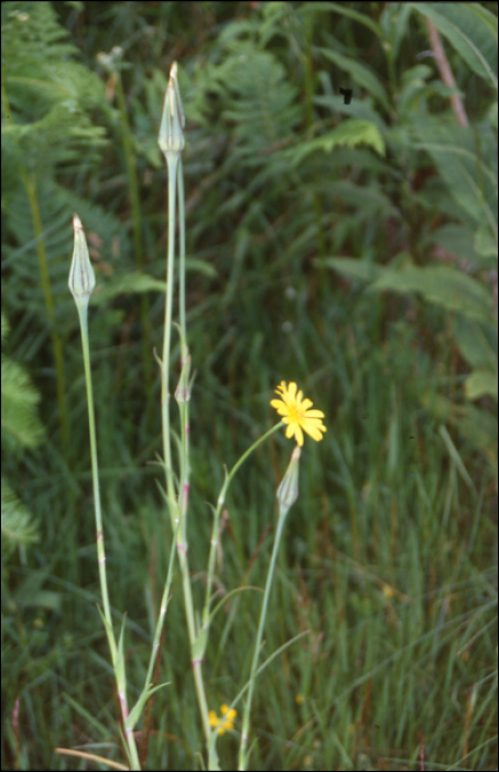 Tragopogon pratensis L.