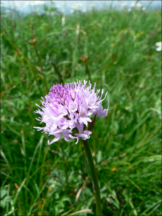 Traunsteinera globosa