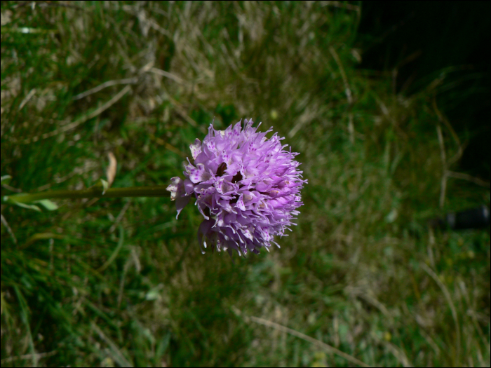 Traunsteinera globosa