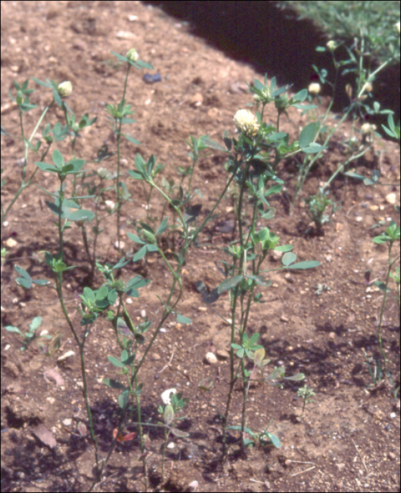 Trifolium alexandricum
