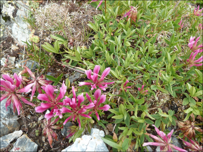 Trifolium alpinum L.