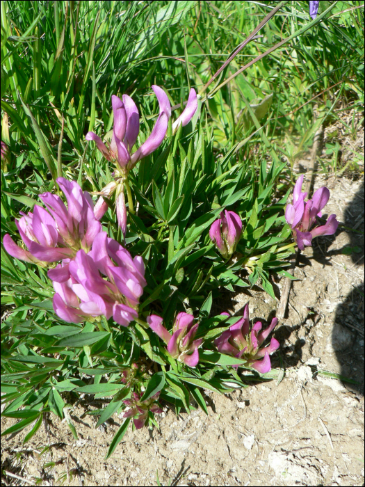 Trifolium alpinum L.