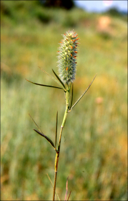 Trifolium angustifolium