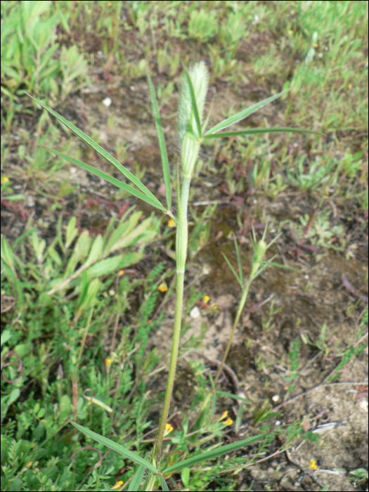 Trifolium angustifolium