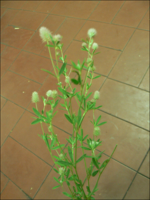 Trifolium arvense L.