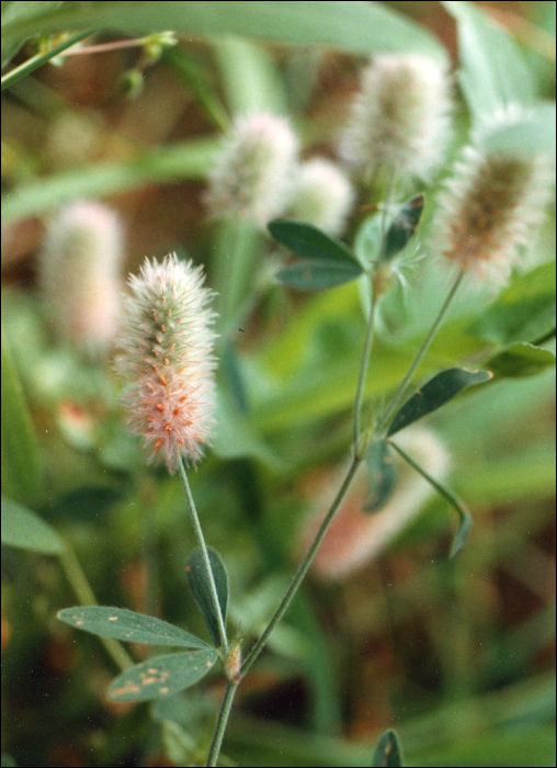 Trifolium arvense L.