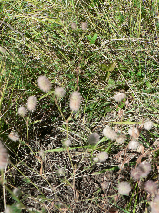 Trifolium arvense L.