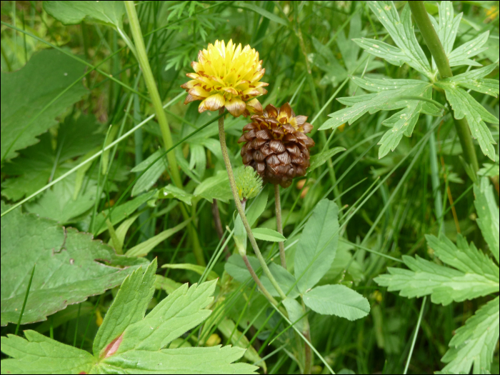 Trifolium badium Sch.